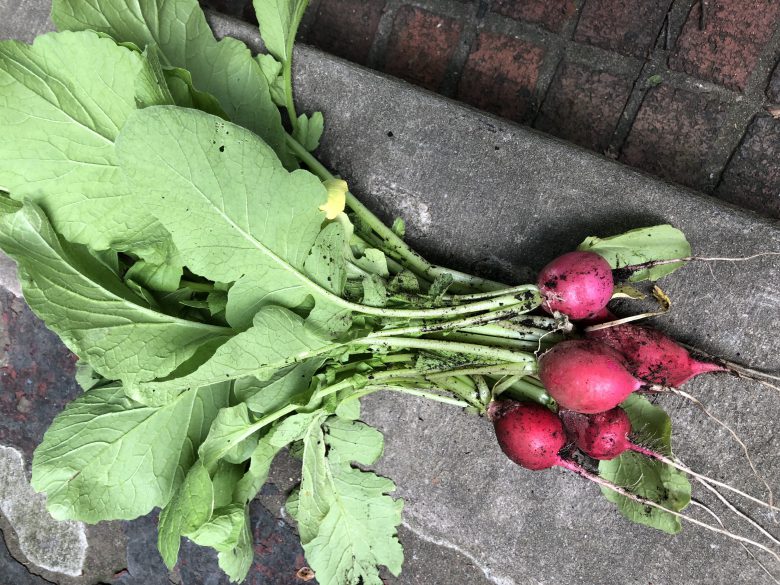Radish